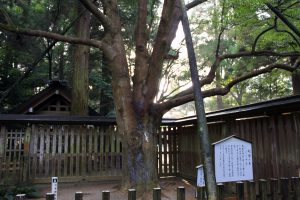 招霊の木　天岩戸神社